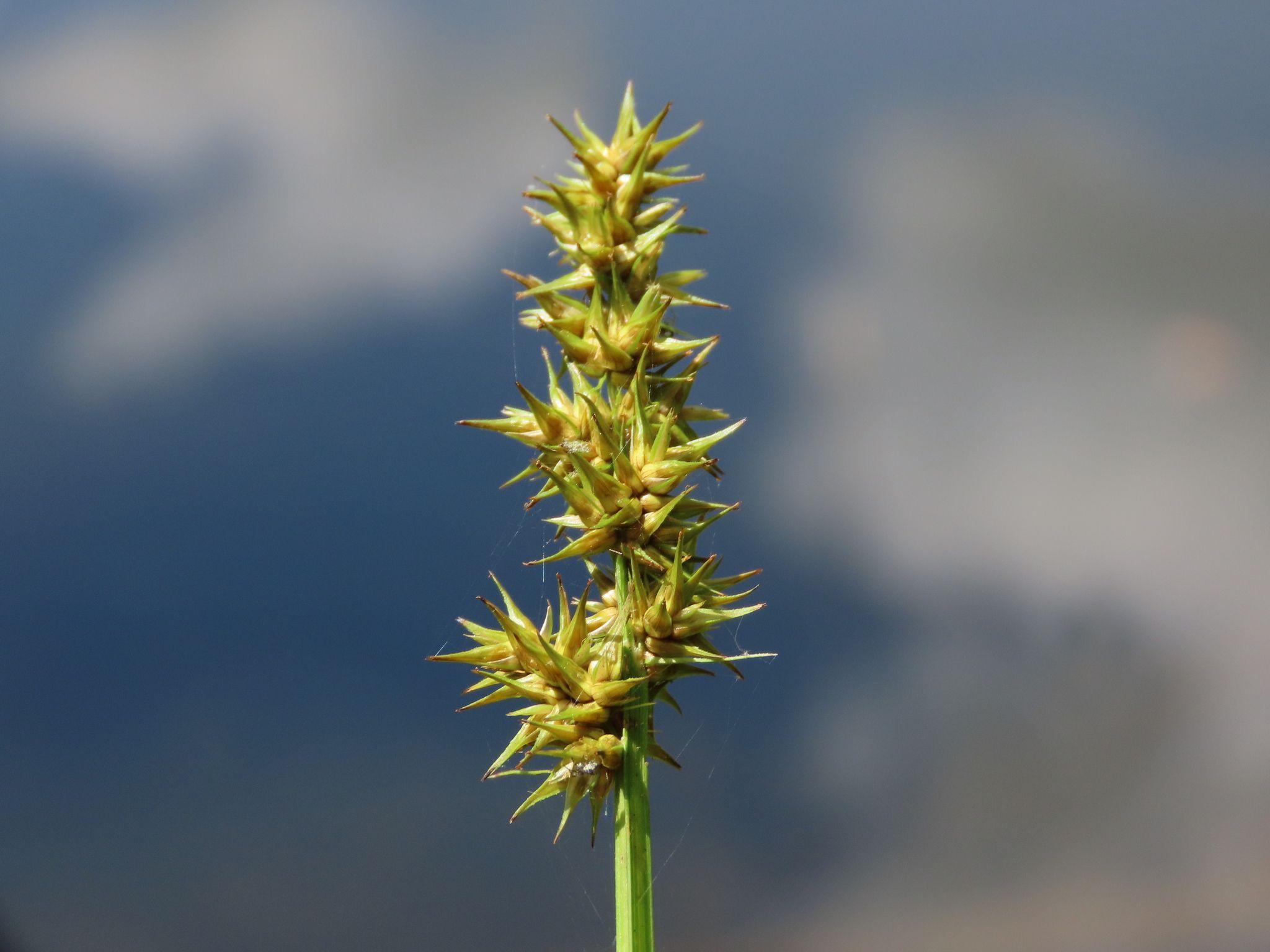 Carex sp.