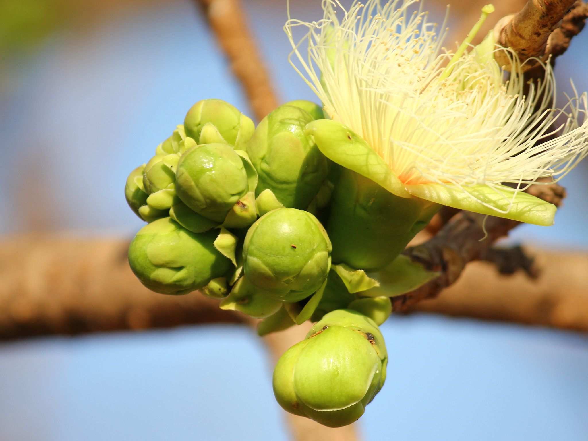 Careya arborea