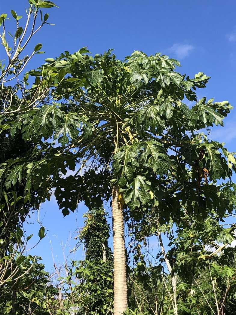Carica papaya