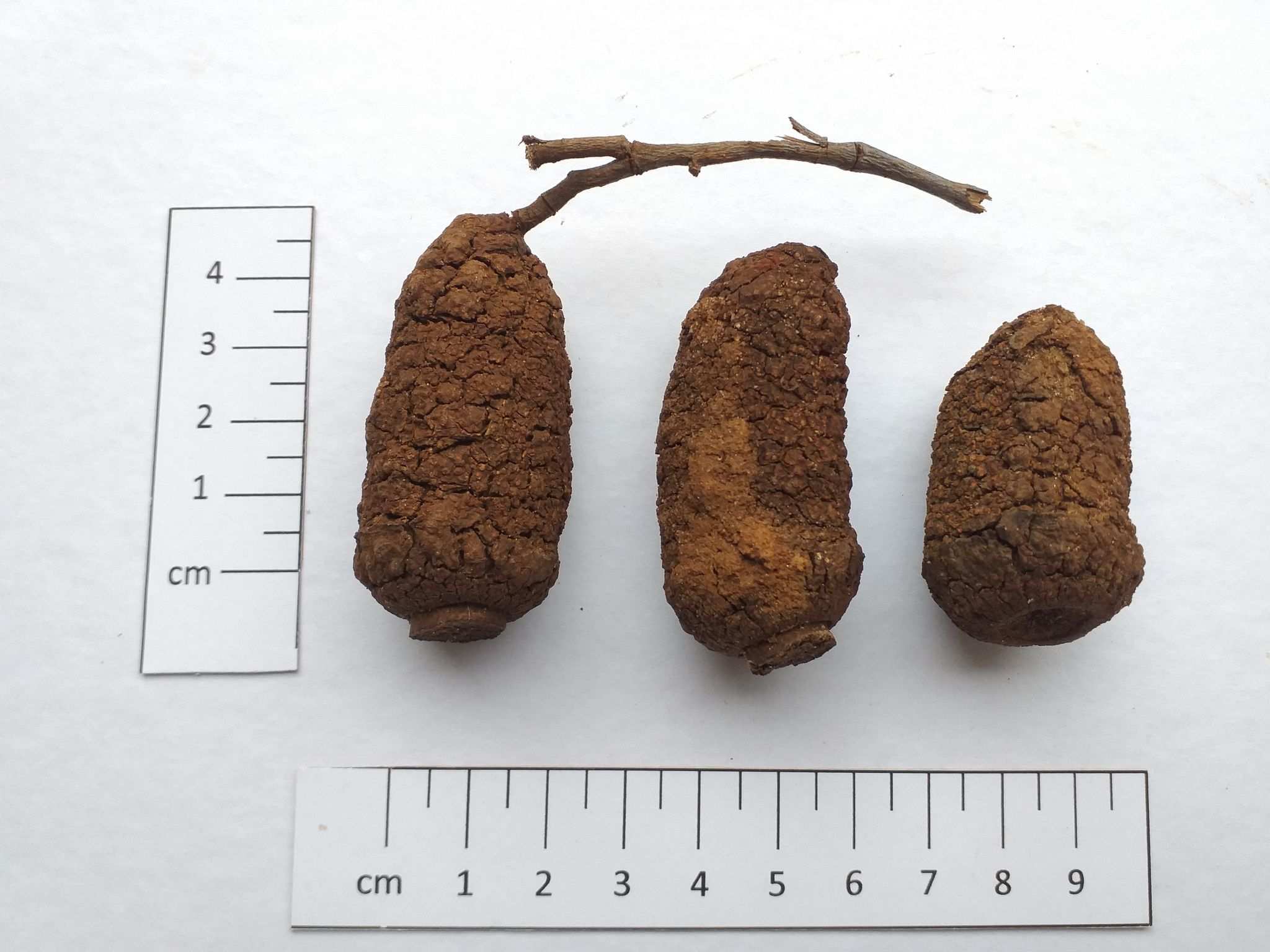 Cariniana legalis