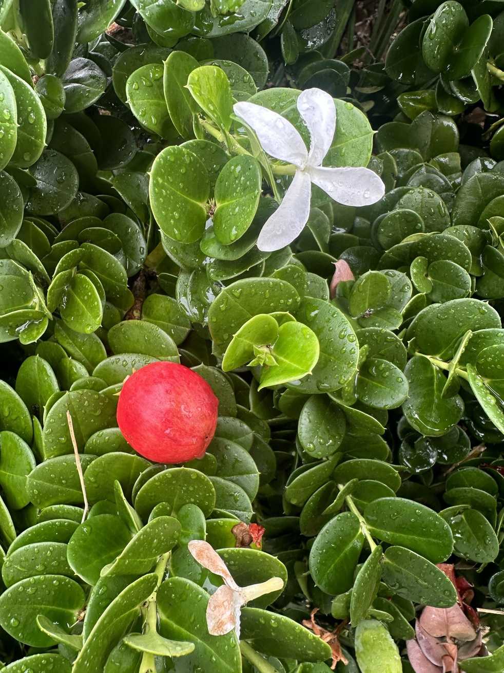 Carissa macrocarpa