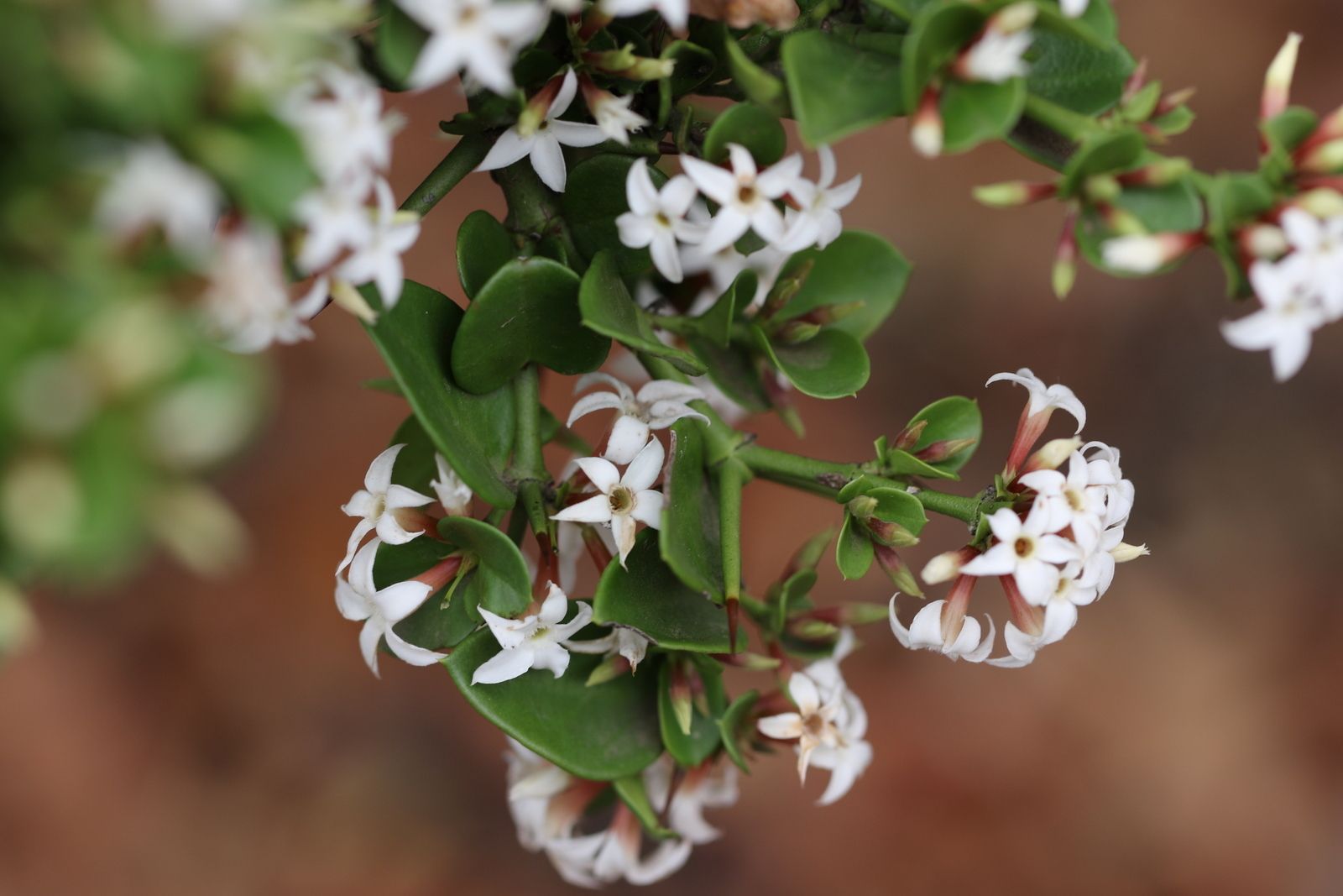 Carissa sp.
