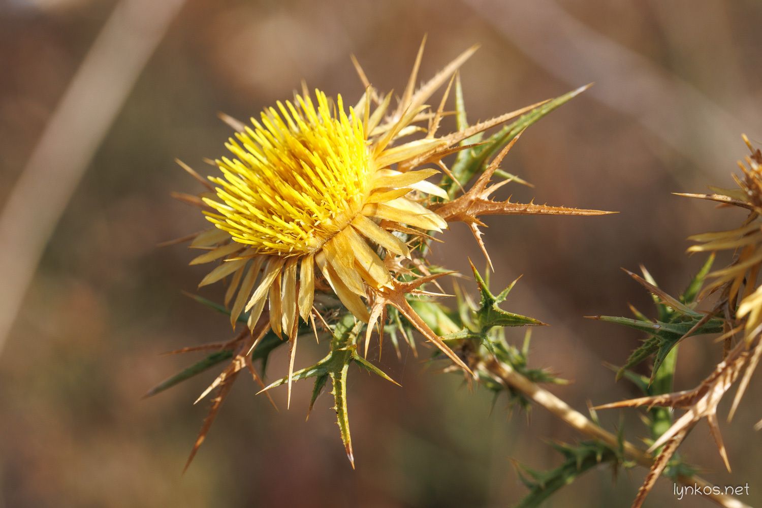 Carlina corymbosa