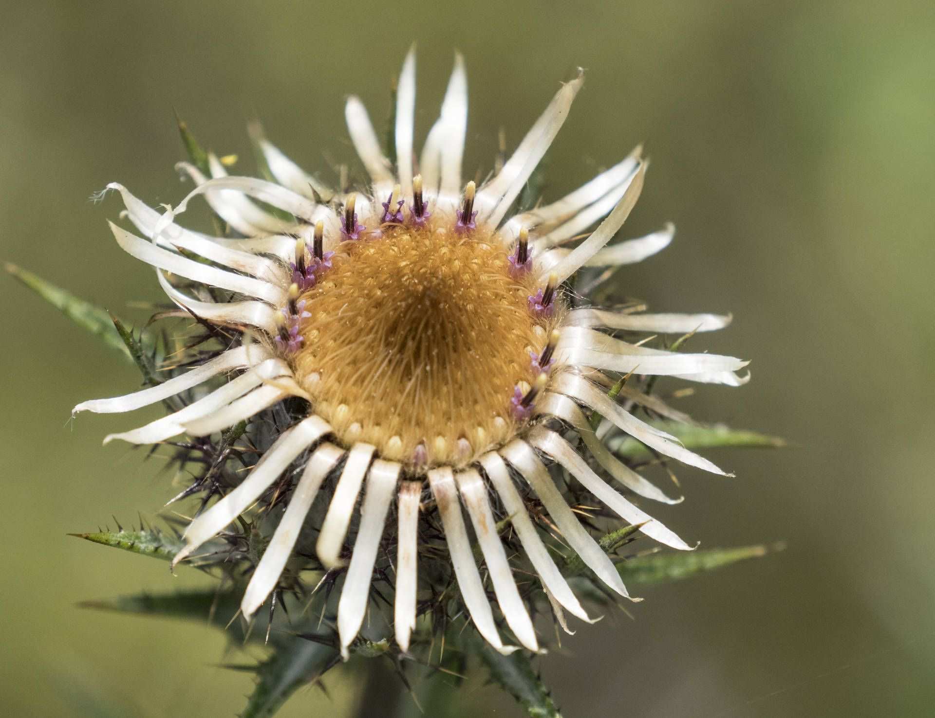 Carlina vulgaris