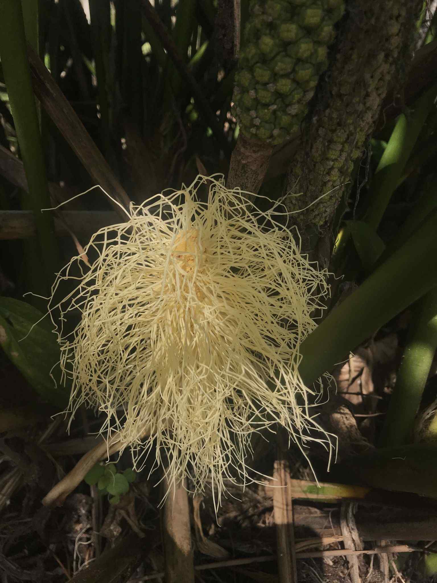 Carludovica palmata