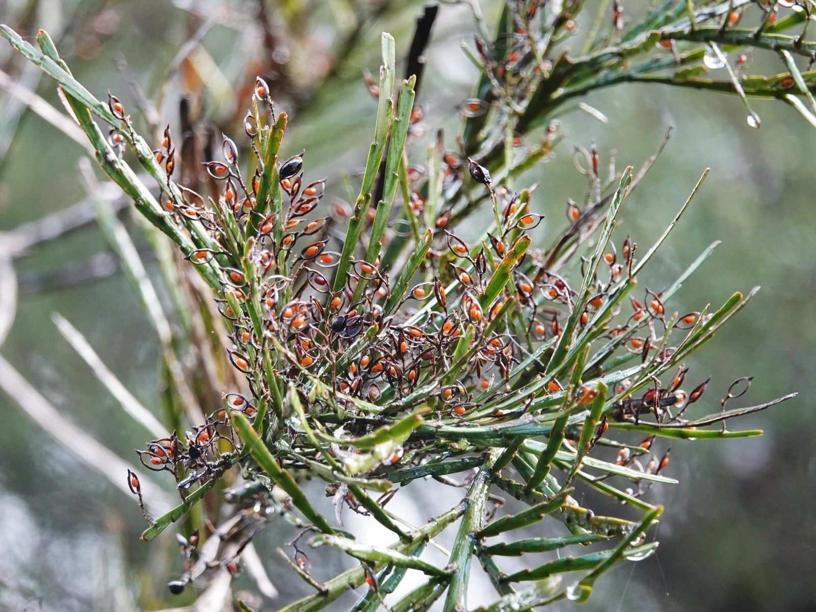 Carmichaelia australis