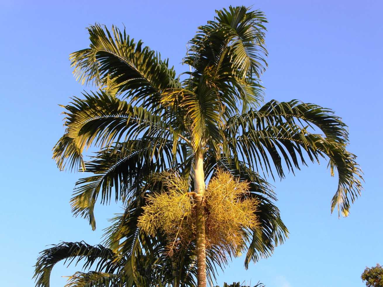 Carpentaria acuminata