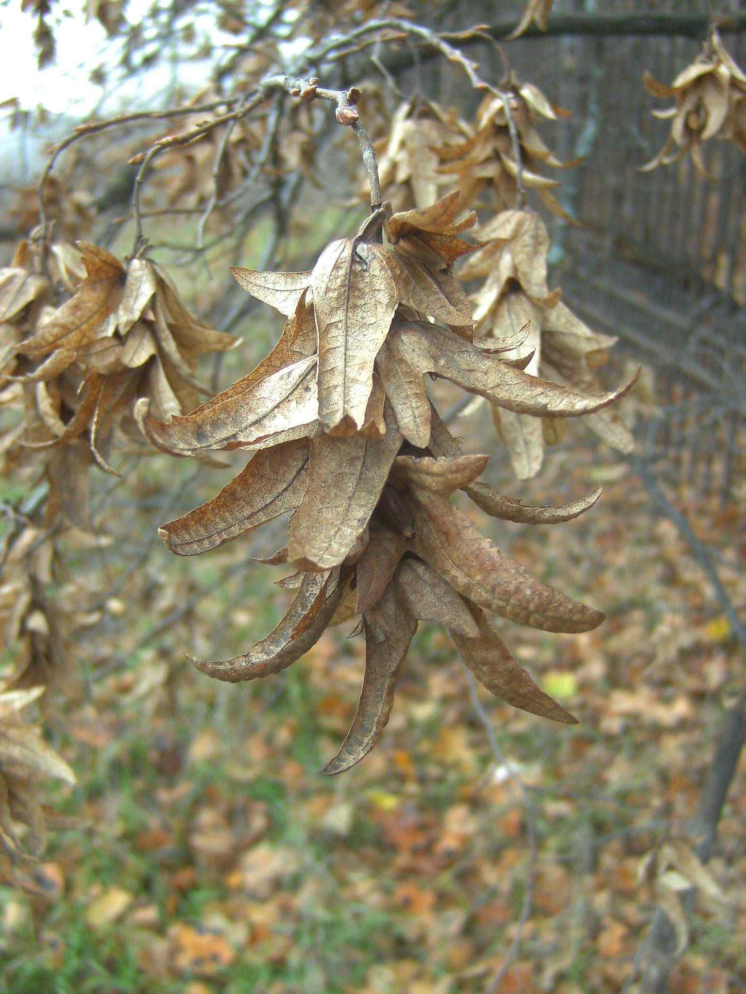 Carpinus betulus