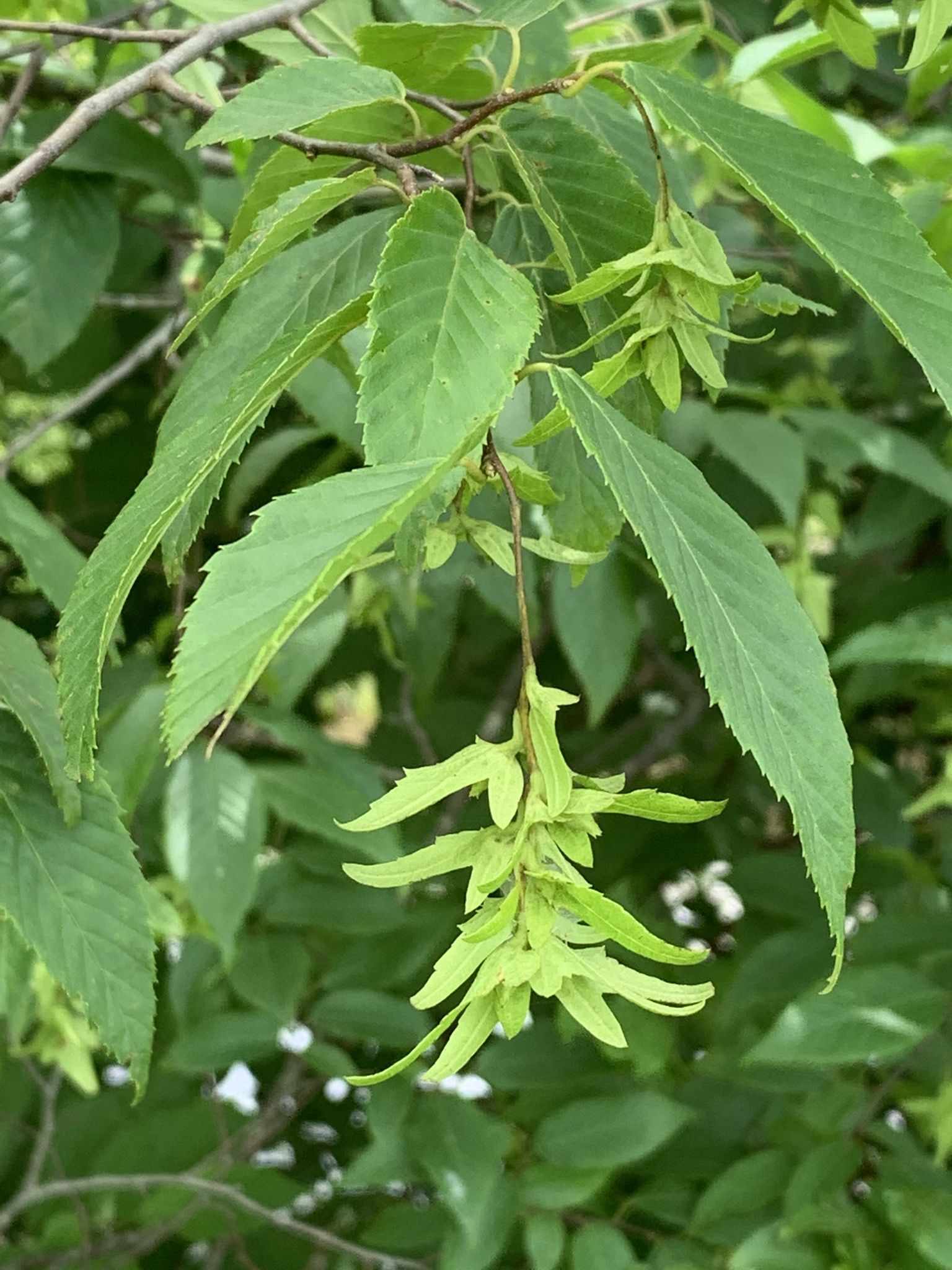 Carpinus caroliniana