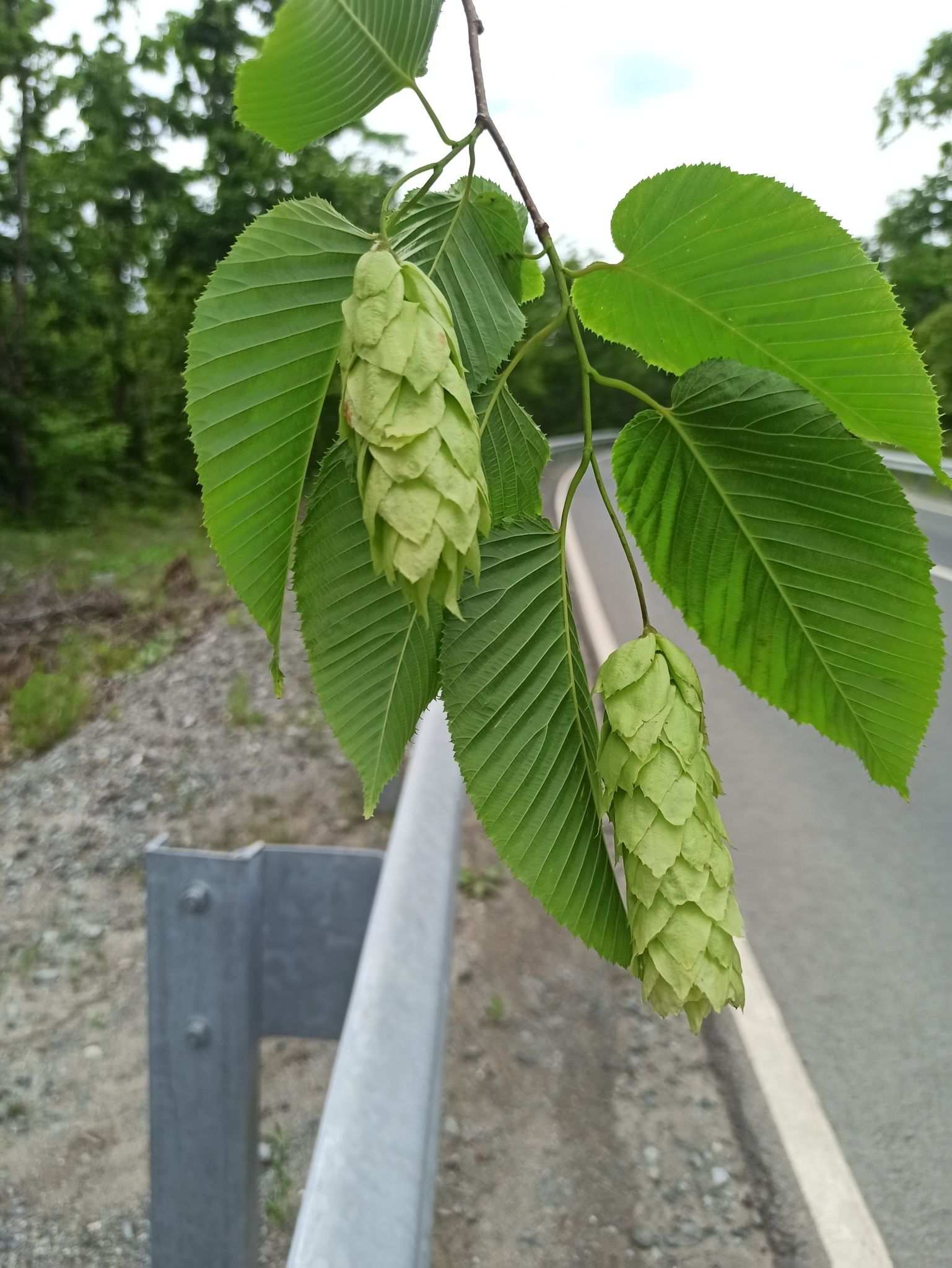 Carpinus cordata