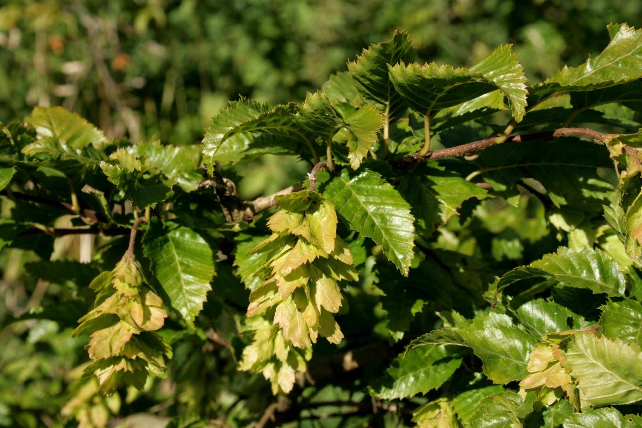 Carpinus japonica