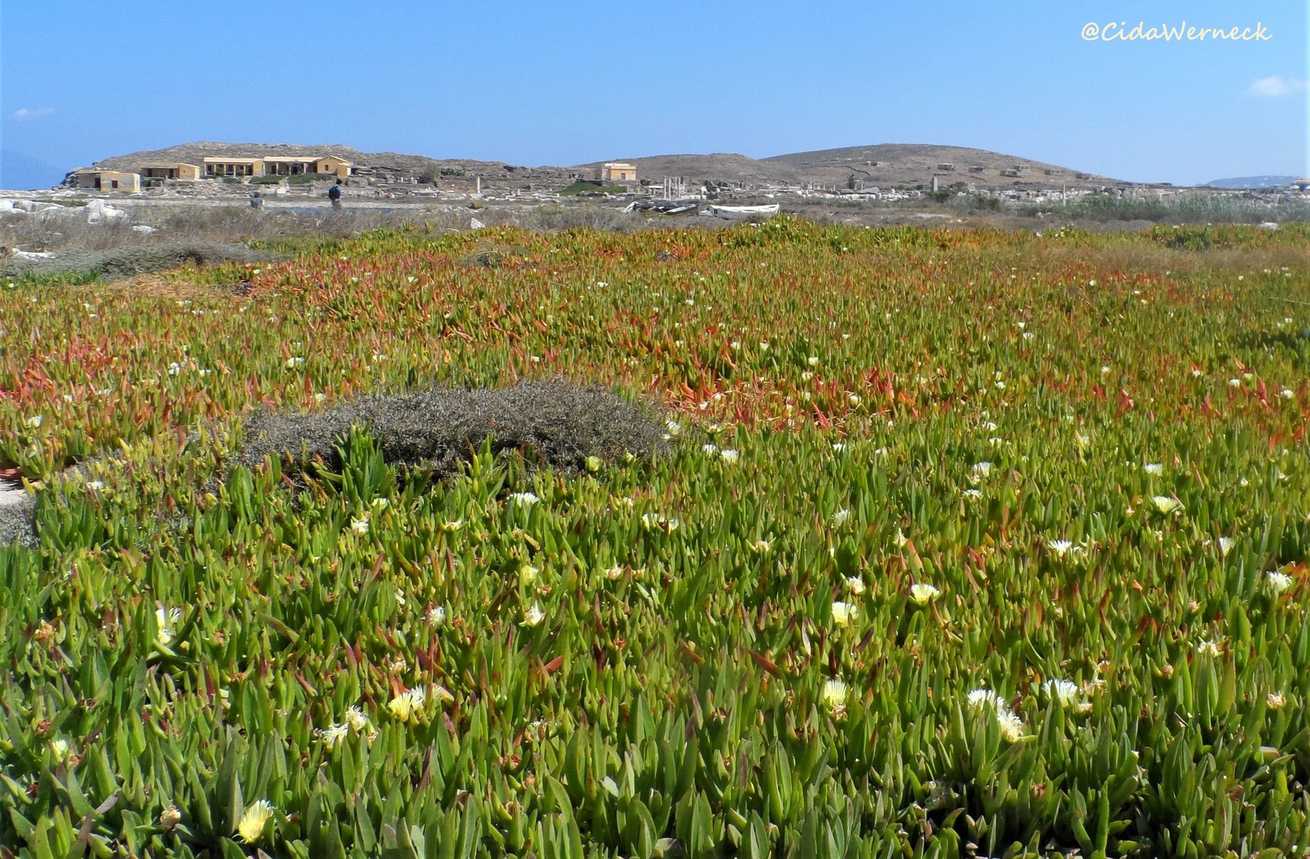 Carpobrotus