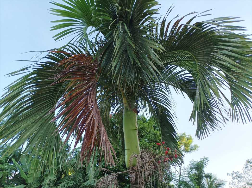 Carpoxylon macrospermum