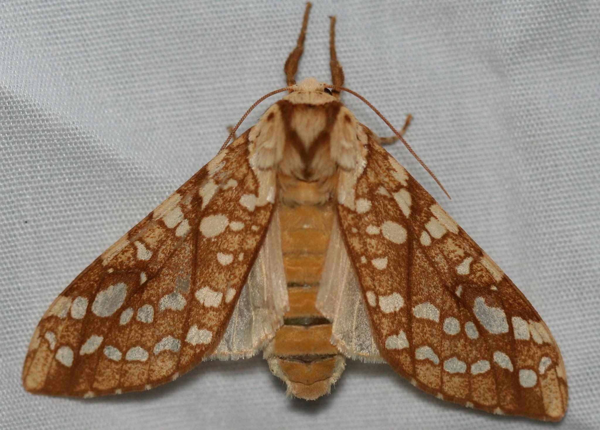 Carya