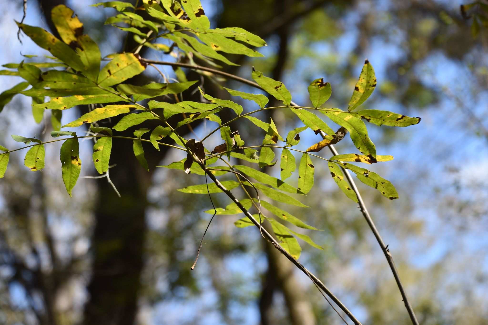 Carya aquatica