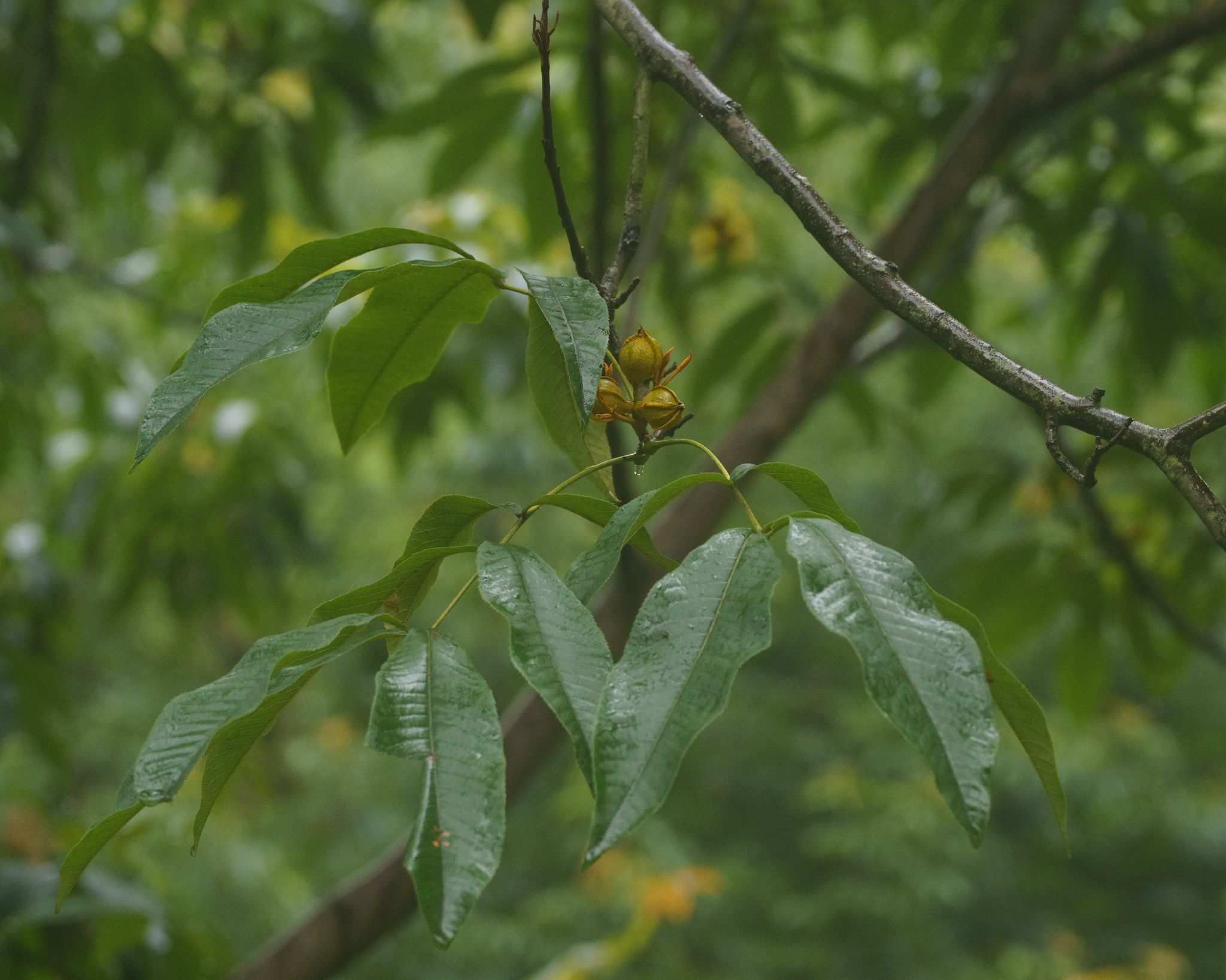 Carya cathayensis