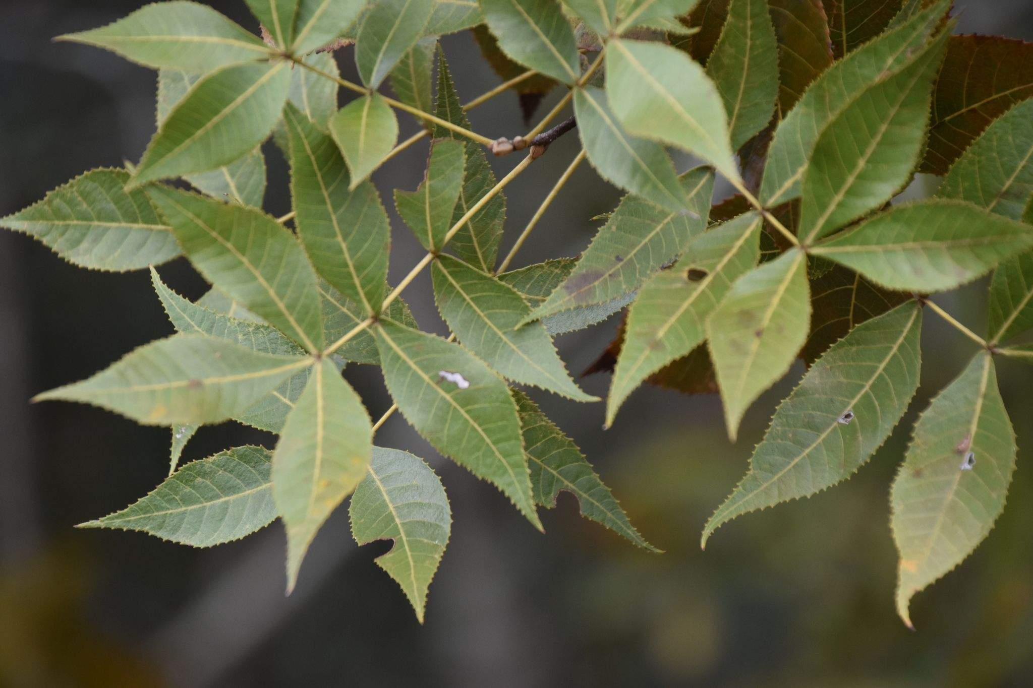 Carya floridana