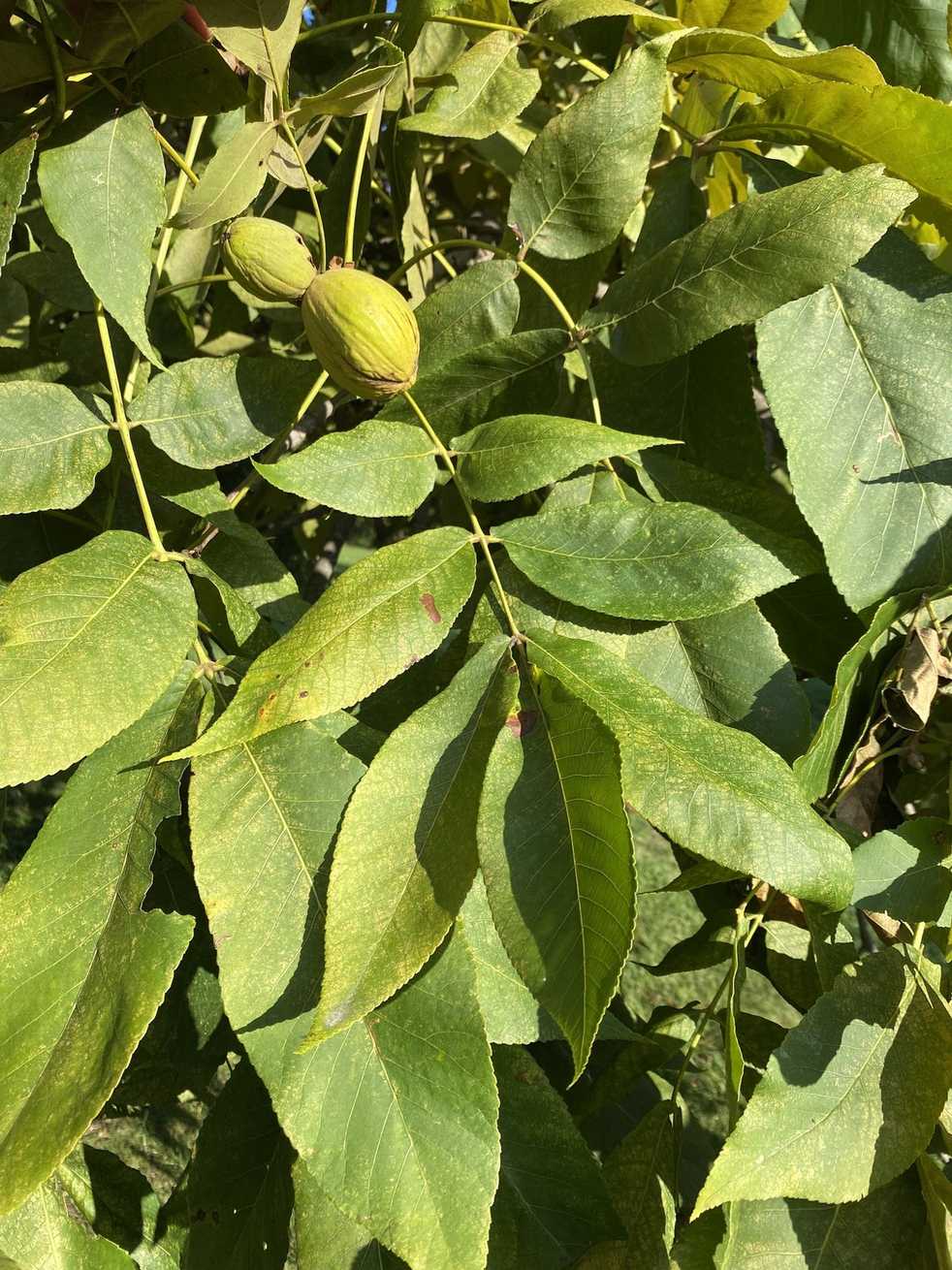 Carya laciniosa