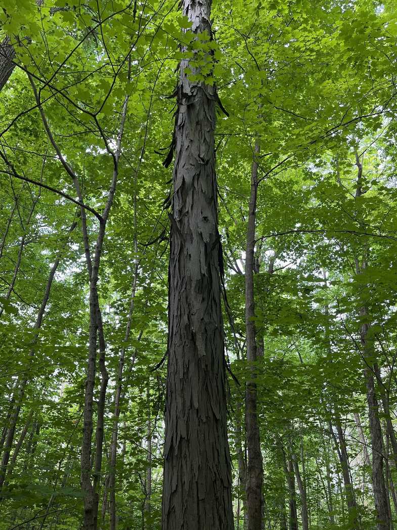 Carya ovata