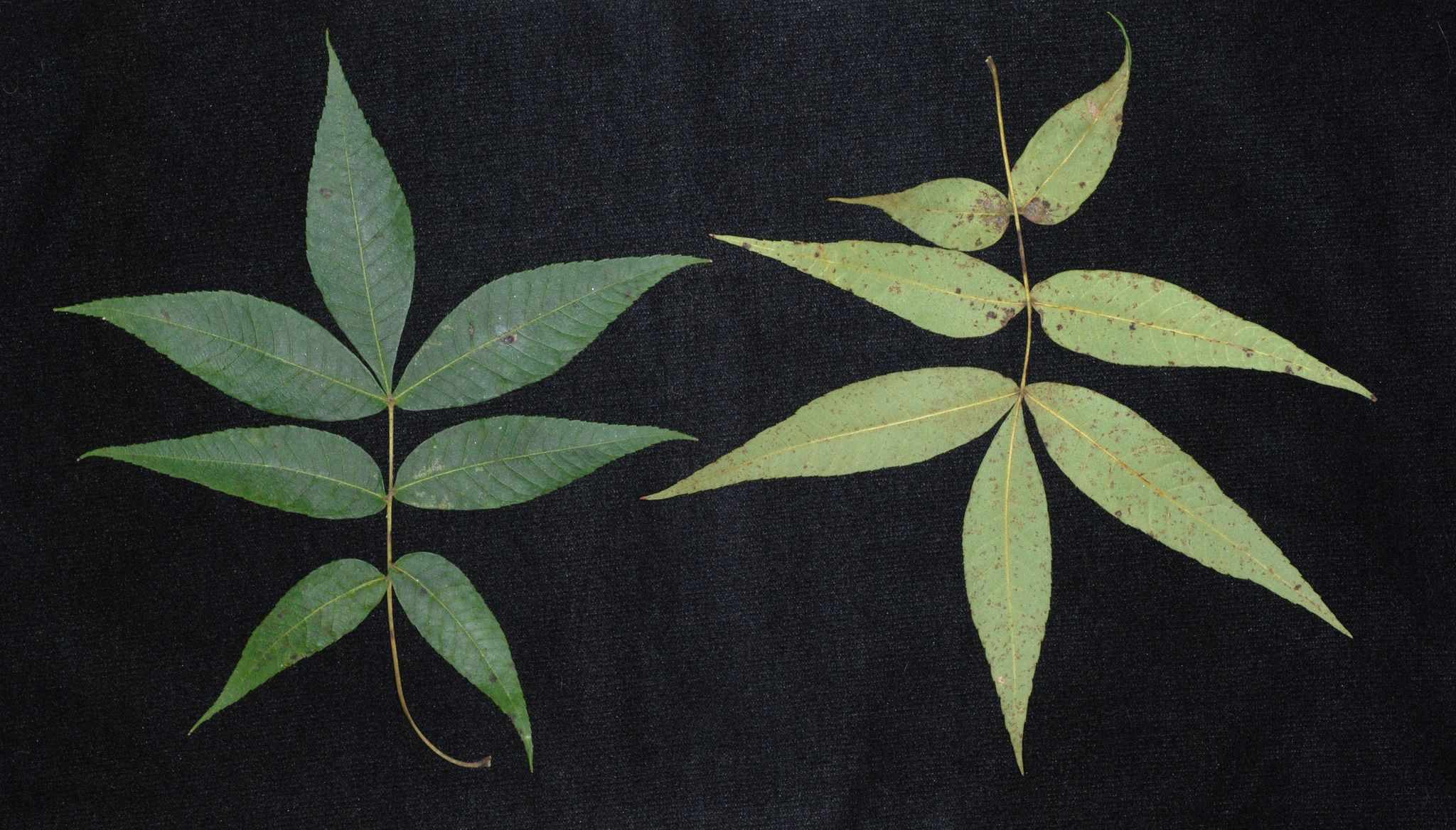 Carya pallida