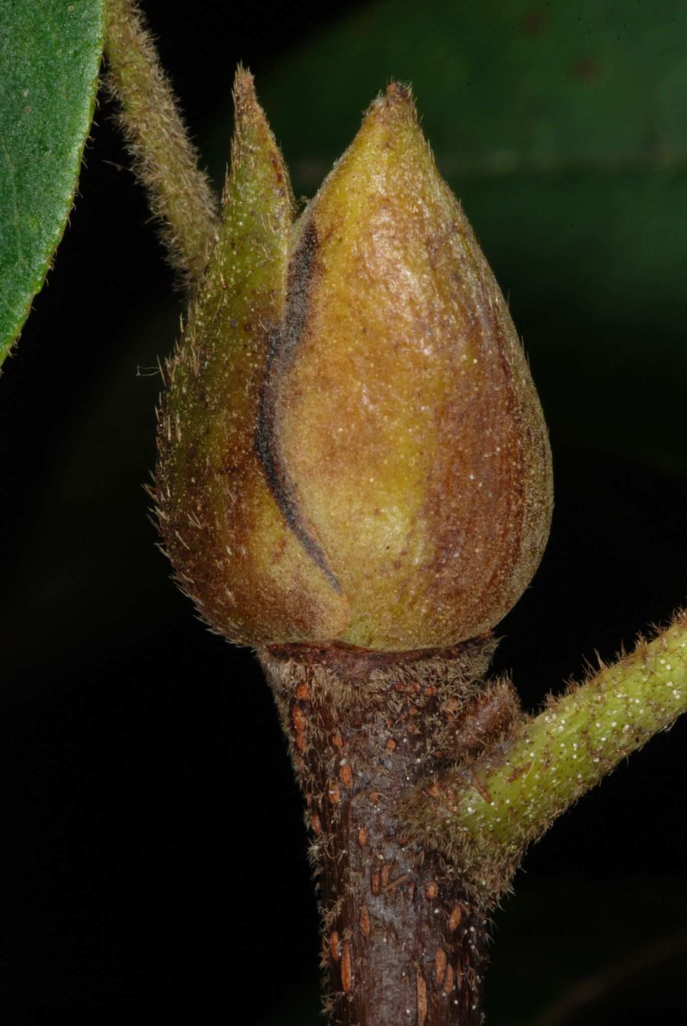 Carya tomentosa
