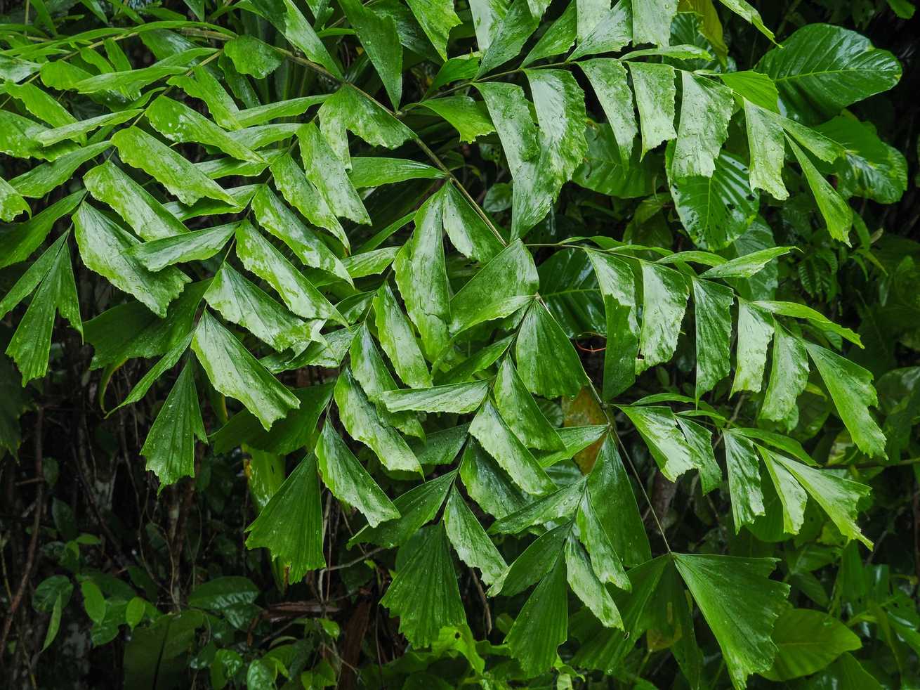 Caryota