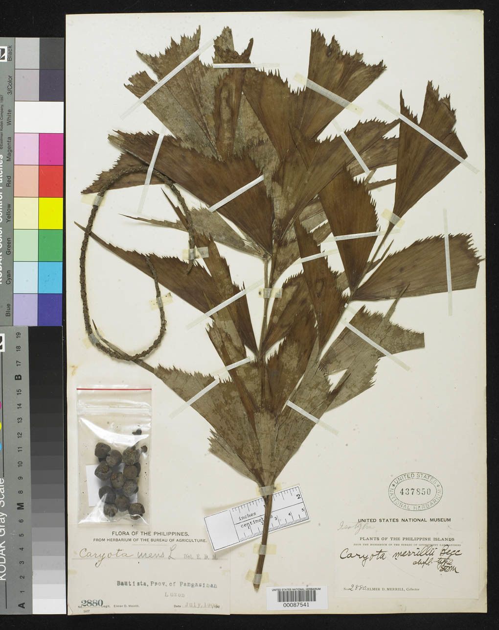 Caryota cumingii