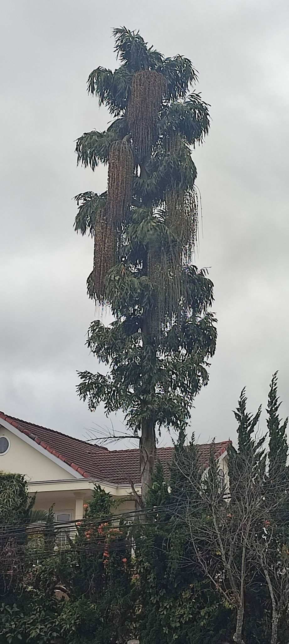 Caryota maxima