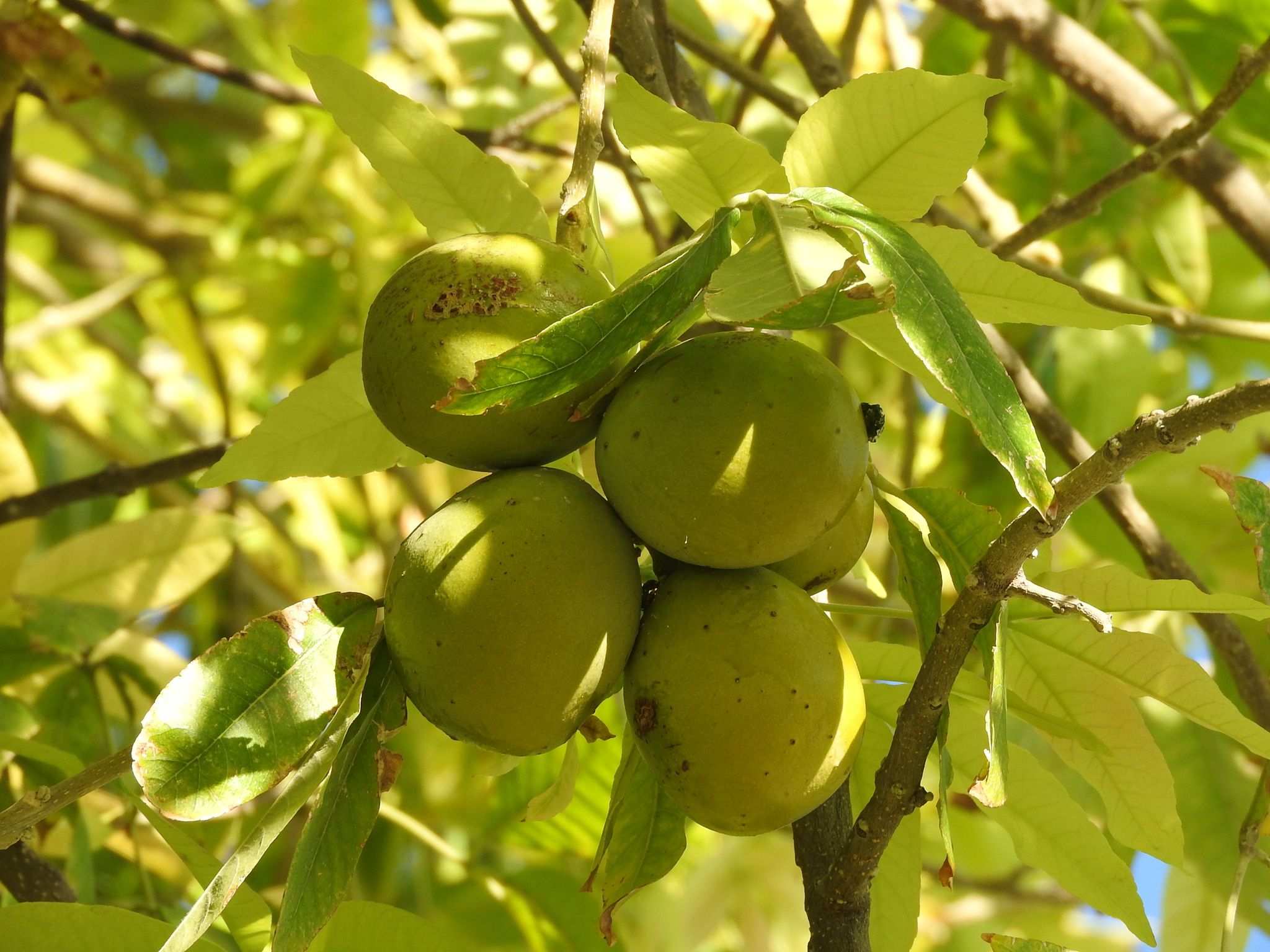 Casimiroa edulis