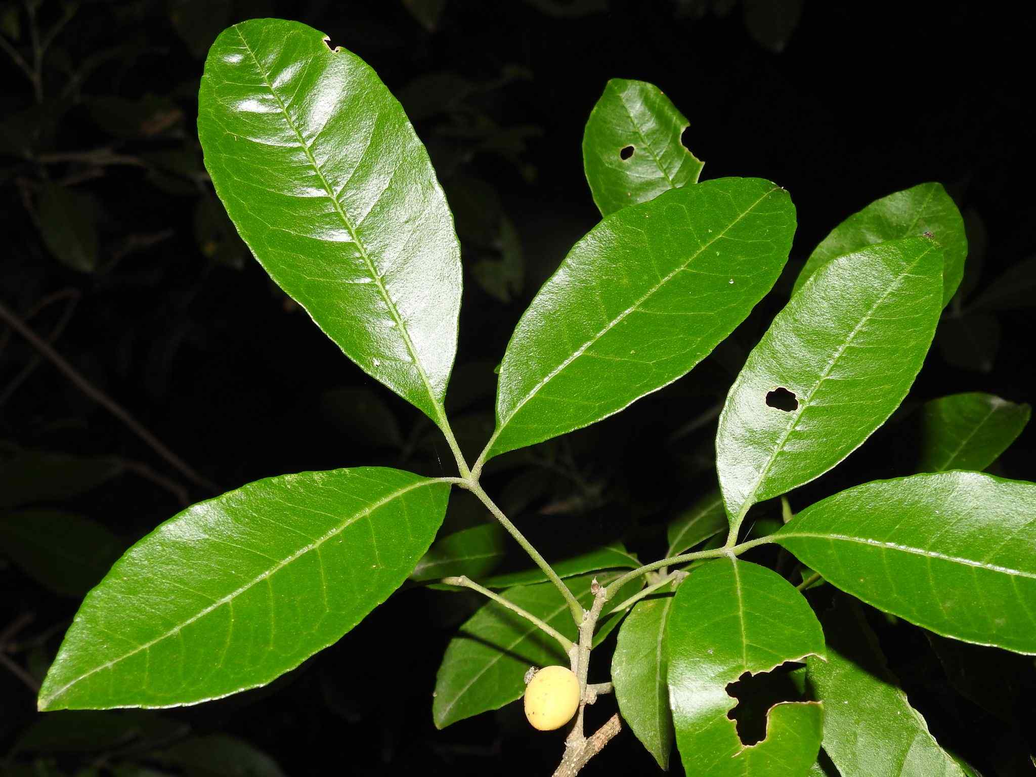 Casimiroa greggii