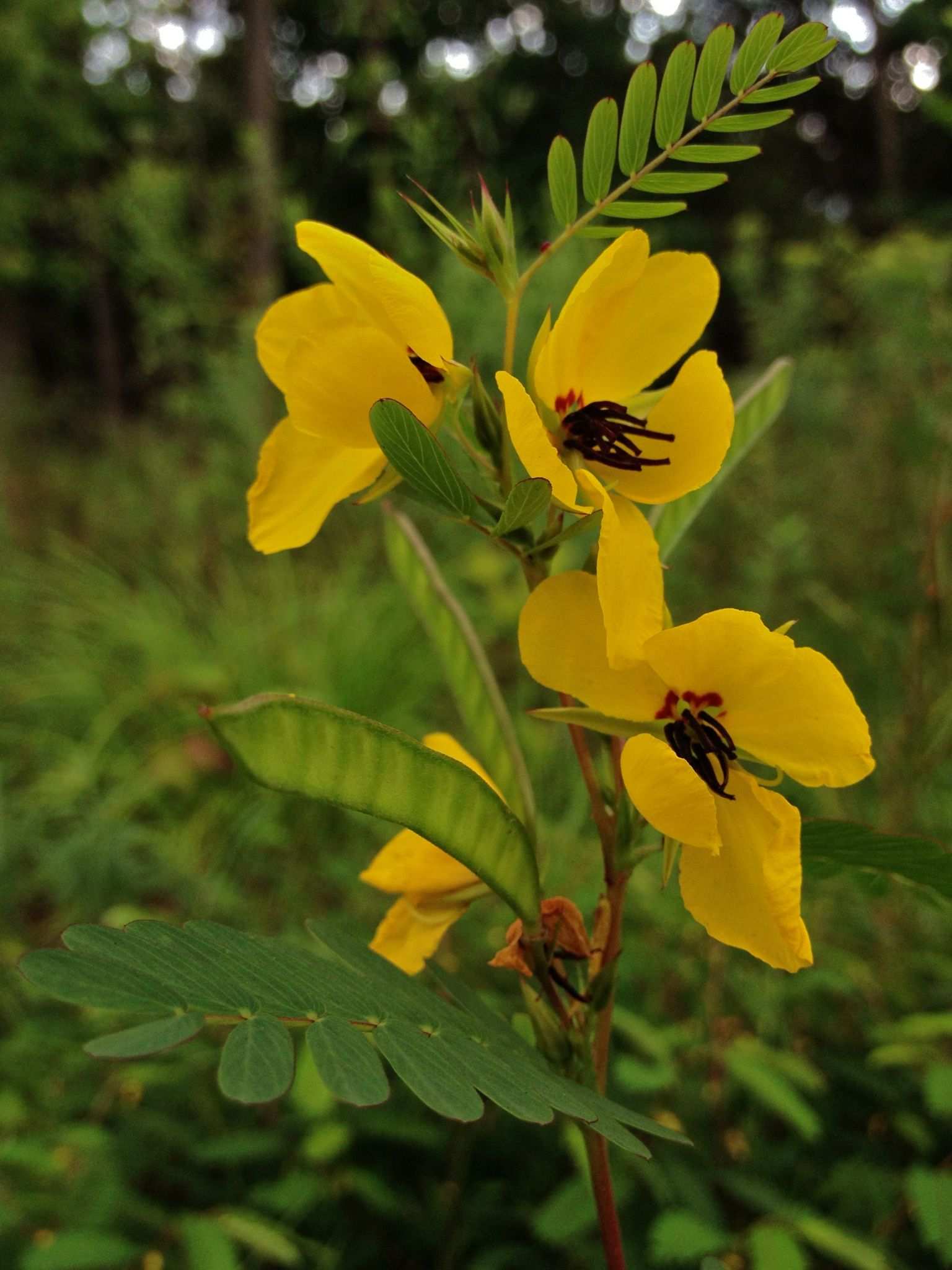 Cassia