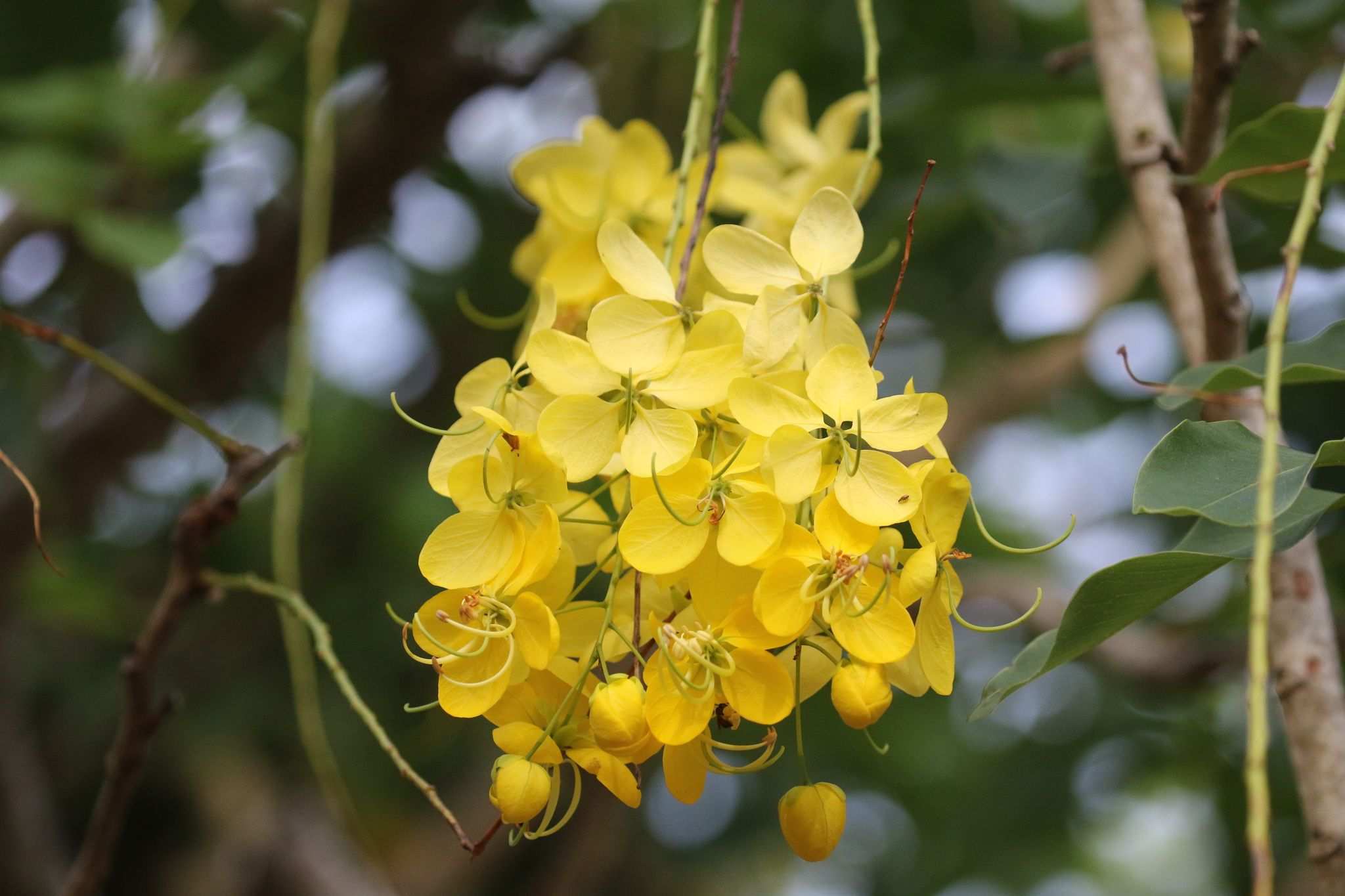 Cassia fistula