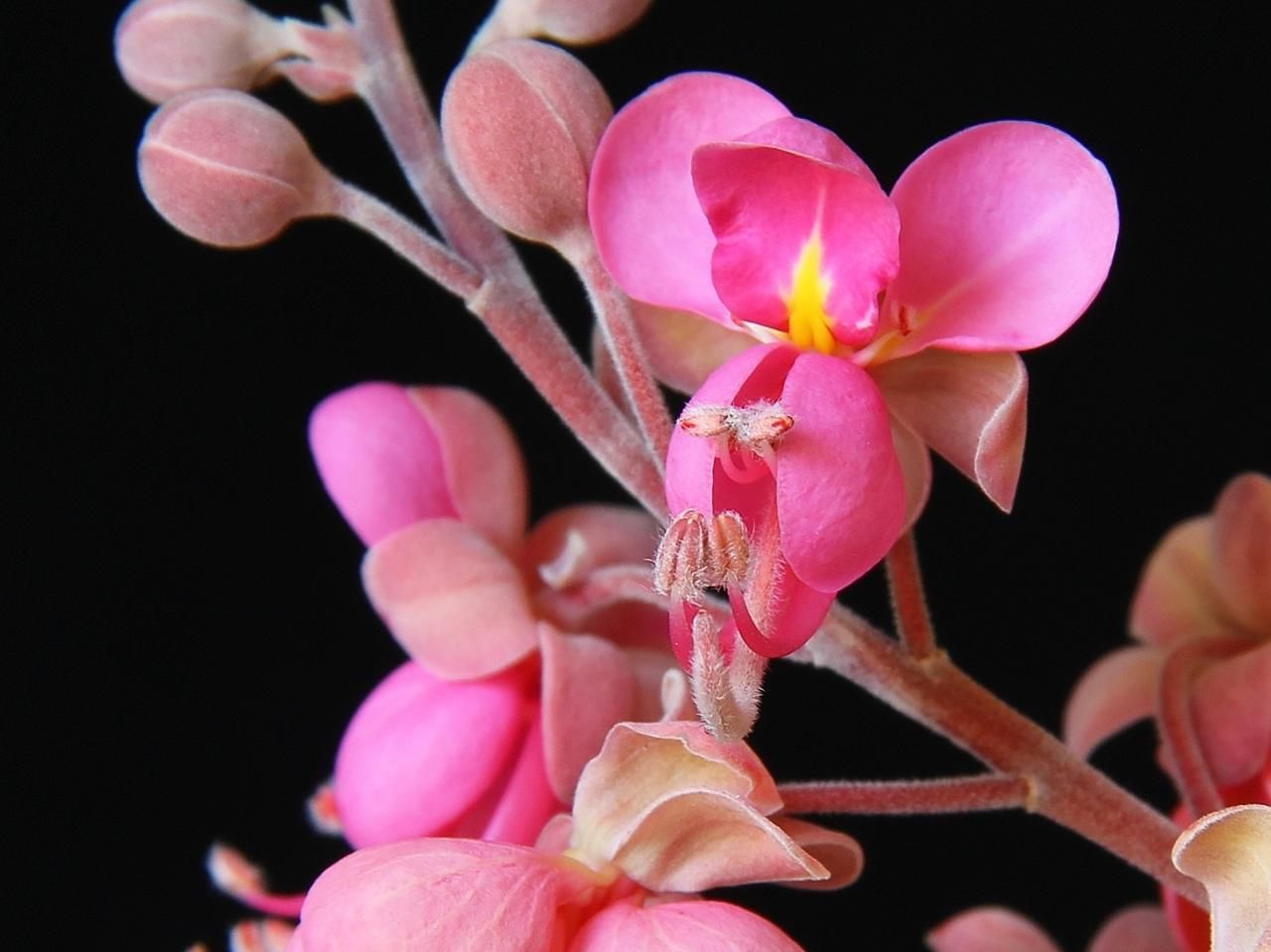 Cassia grandis