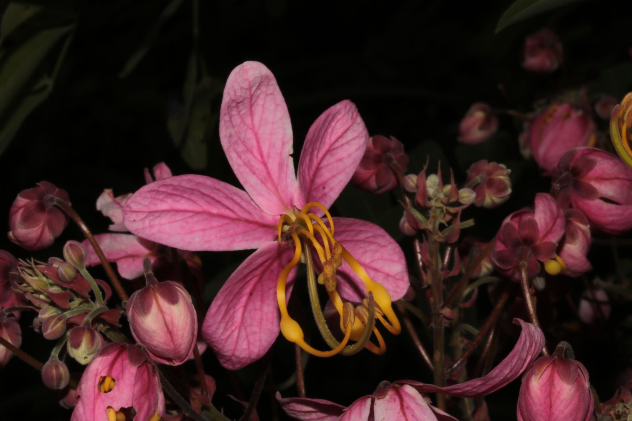 Cassia javanica