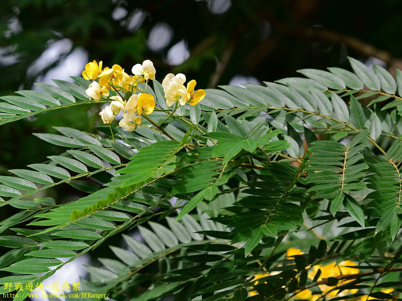 Cassia sp.