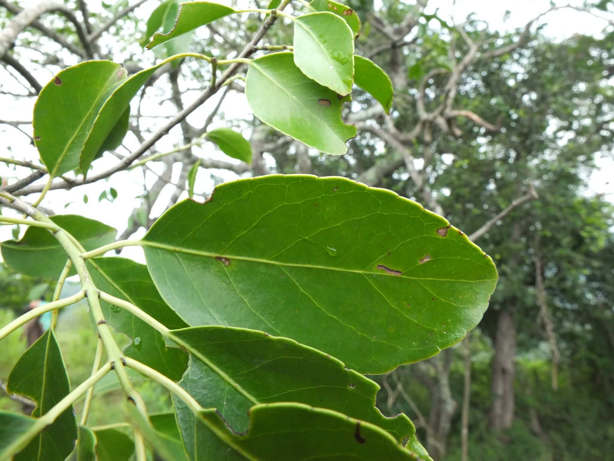 Cassine glauca