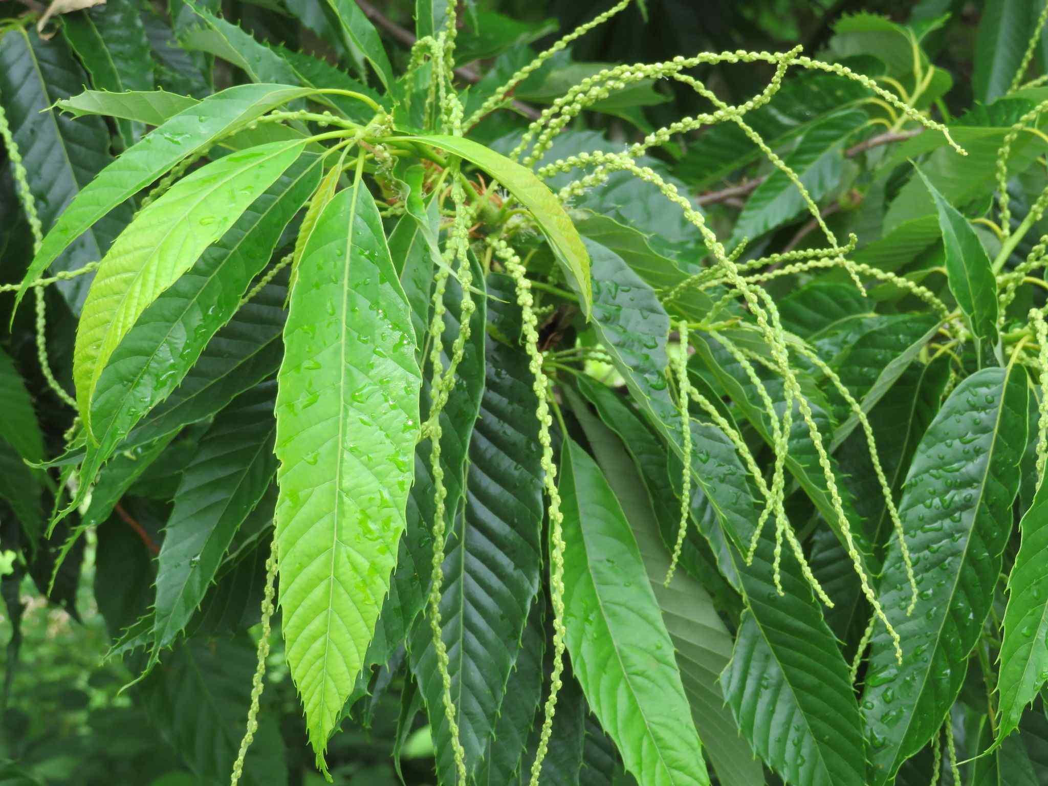 Castanea crenata
