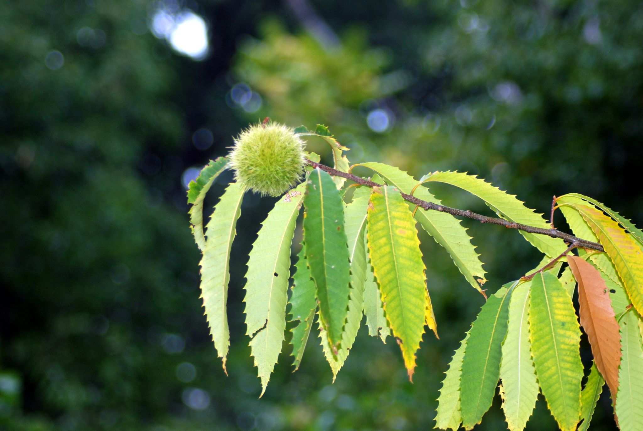 Castanea dentata