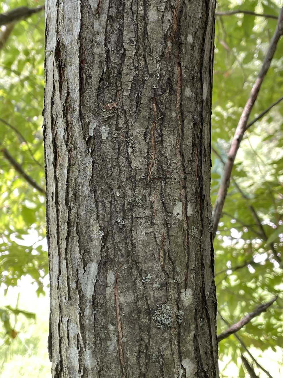 Castanea ozarkensis