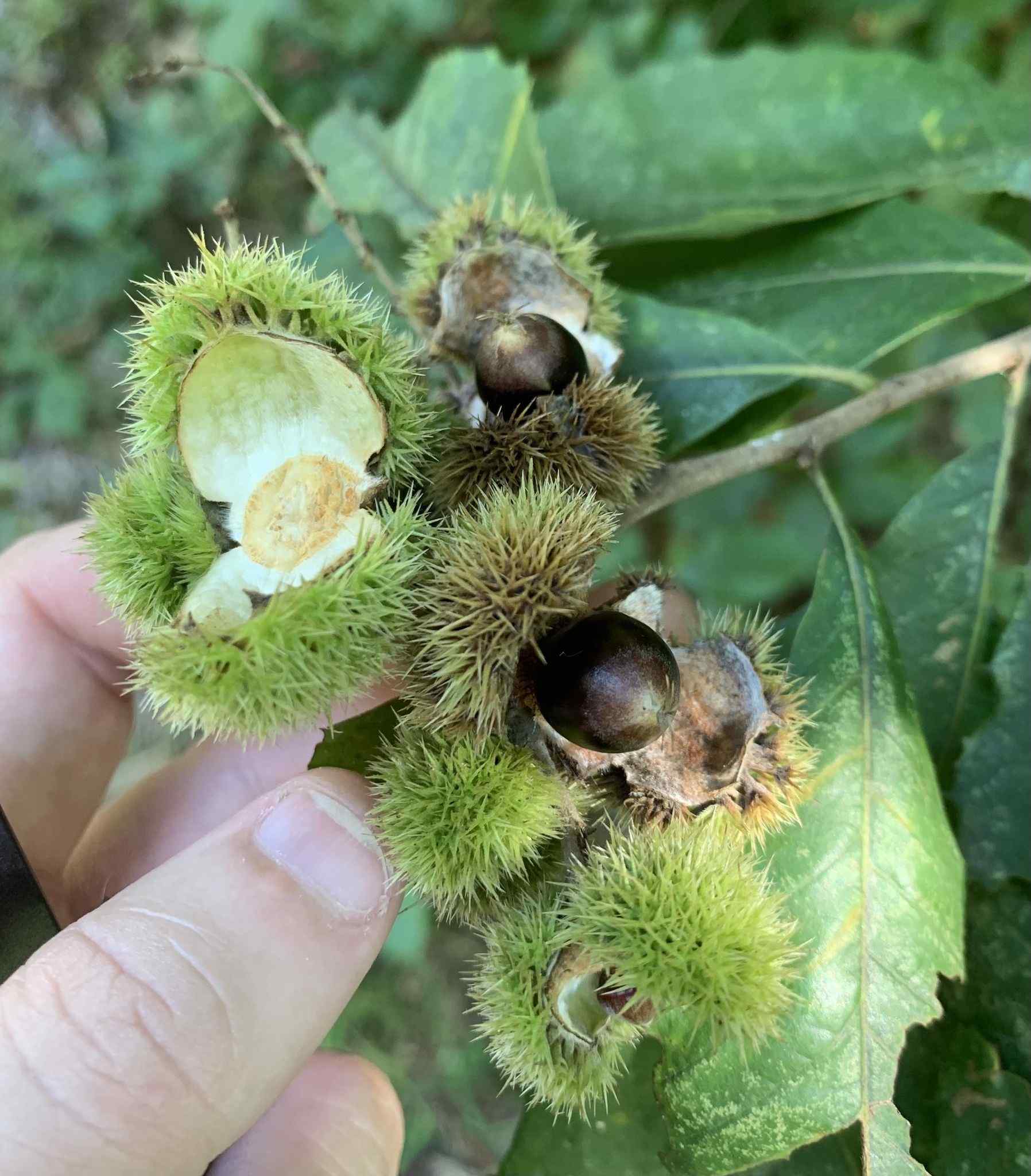 Castanea pumila