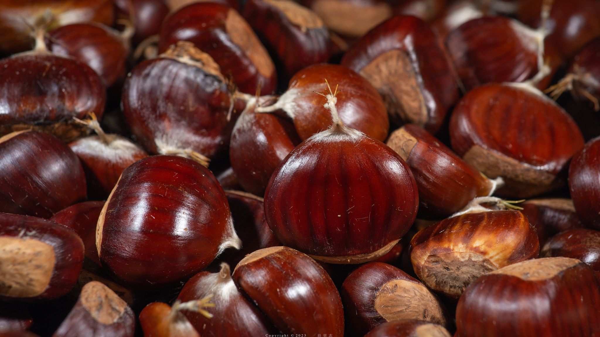 Castanea sativa
