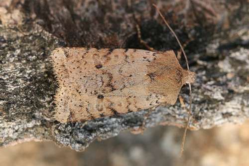 Castanea sp.
