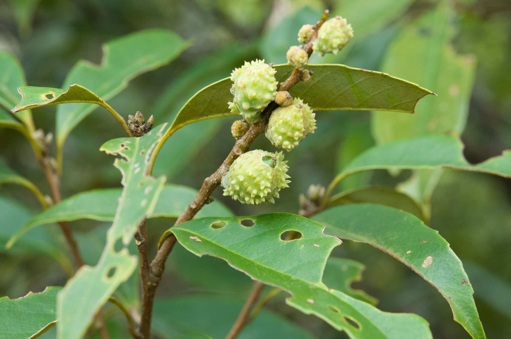 Castanopsis cuspidata