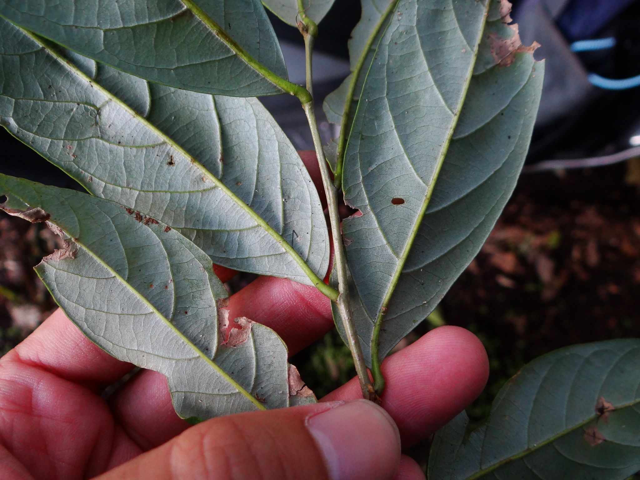 Castanopsis faberi