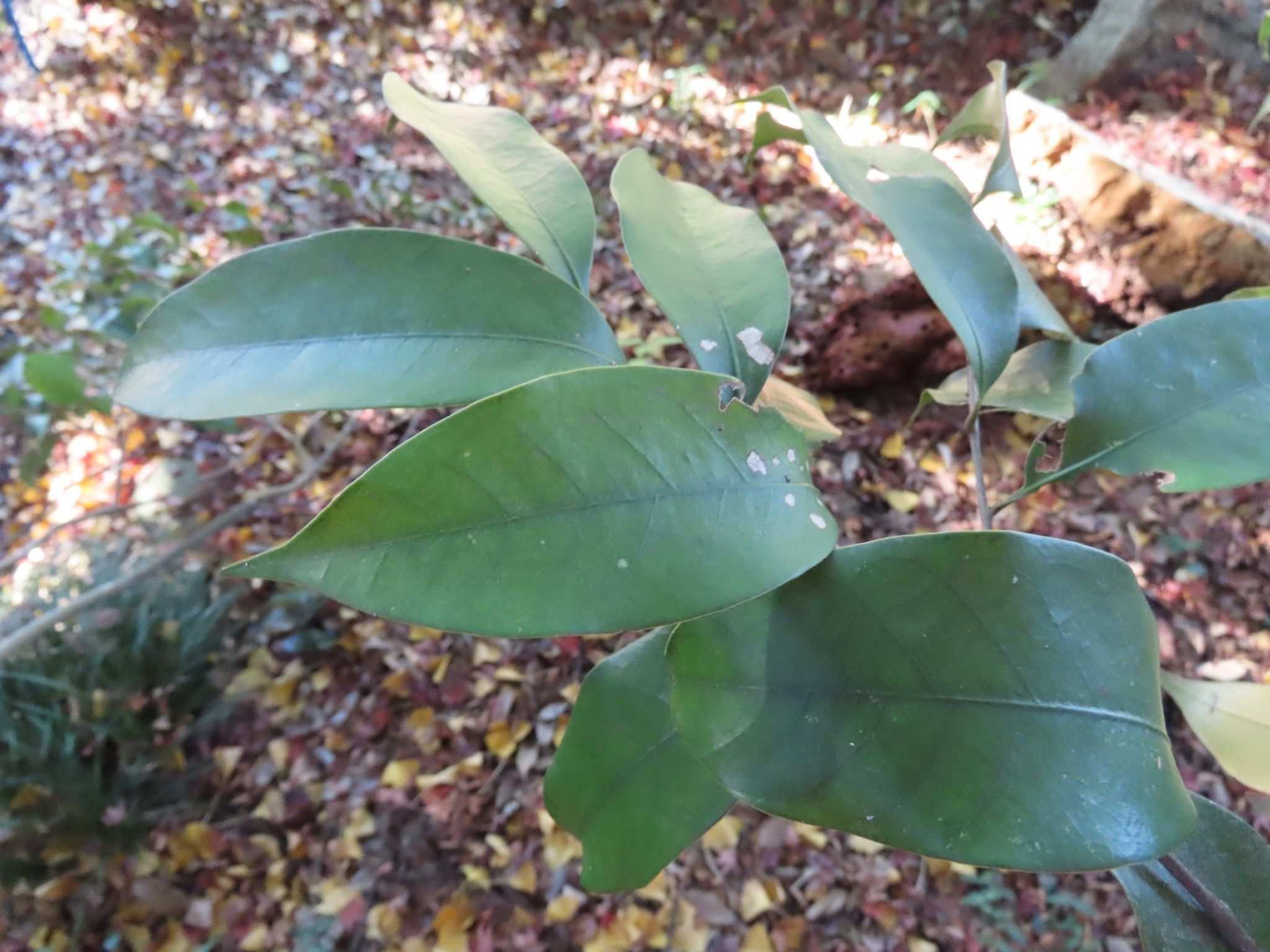 Castanopsis sieboldii