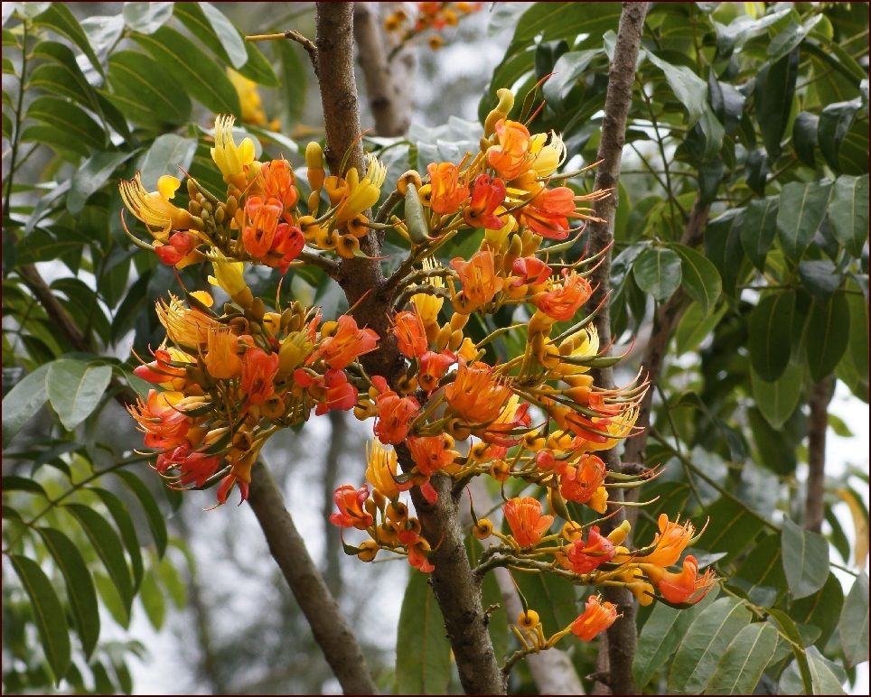 Castanospermum australe