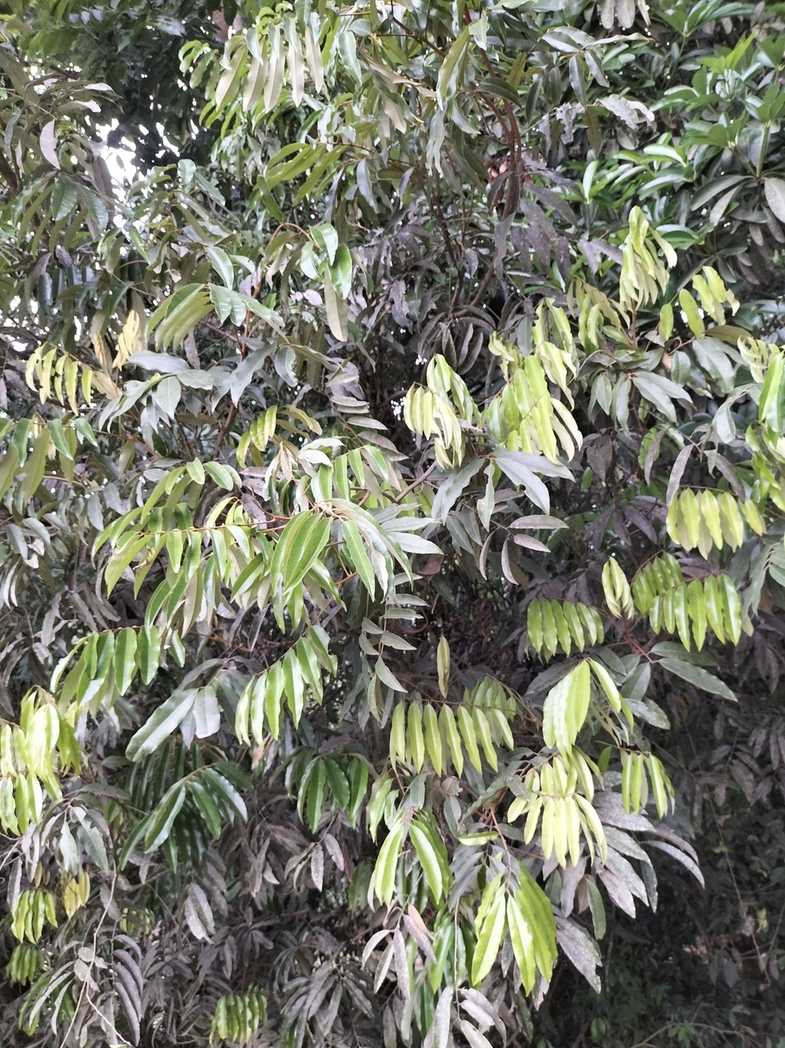 Castanospora alphandii