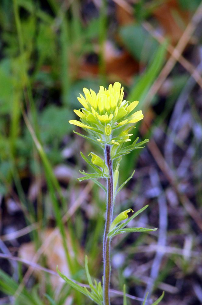 Castilleja coccinea