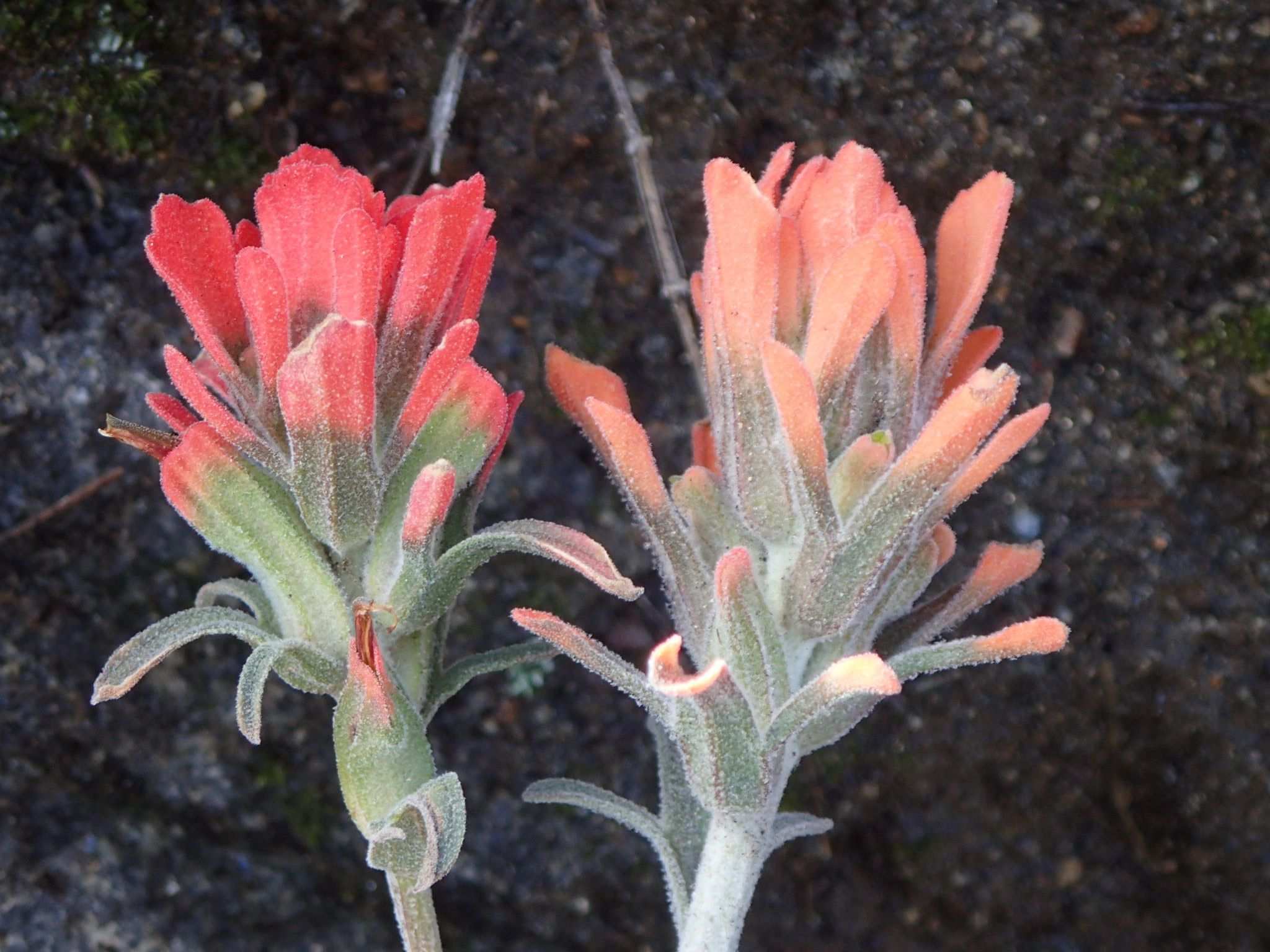 Castilleja foliolosa