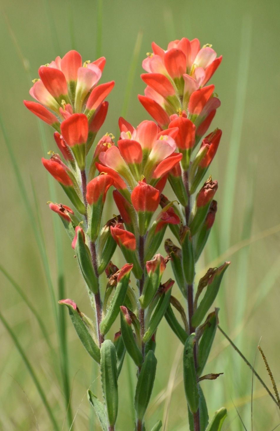 Castilleja indivisa